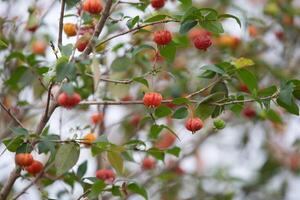 Pitanga fruits Eugenia uniflora,on the tree and blurred background photo