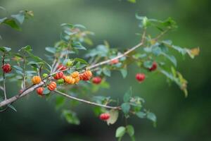 Pitanga fruits Eugenia uniflora,on the tree and blurred background photo
