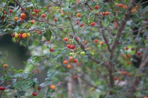 Pitanga fruits Eugenia uniflora,on the tree and blurred background photo
