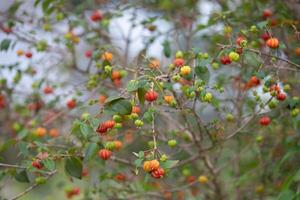 Pitanga fruits Eugenia uniflora,on the tree and blurred background photo