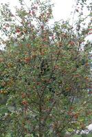 Pitanga fruits Eugenia uniflora,on the tree and blurred background photo