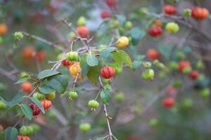 Pitanga fruits Eugenia uniflora,on the tree and blurred background photo