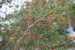 Pitanga fruits Eugenia uniflora,on the tree and blurred background photo