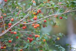 Pitanga fruits Eugenia uniflora,on the tree and blurred background photo