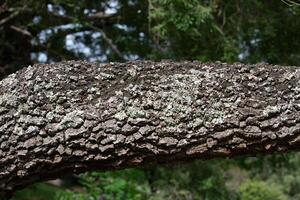 Rustic rainforest tree bark texture photo
