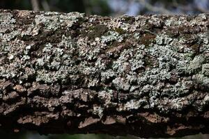 Rustic rainforest tree bark texture photo
