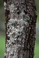 Rustic rainforest tree bark texture photo