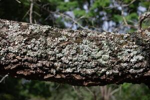 Rustic rainforest tree bark texture photo