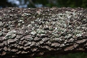 Rustic rainforest tree bark texture photo