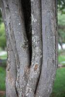 Rustic rainforest tree bark texture photo