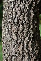 Rustic rainforest tree bark texture photo