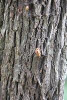 Rustic rainforest tree bark texture photo