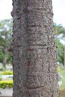 Rustic rainforest tree bark texture photo