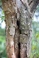 Rustic rainforest tree bark texture photo