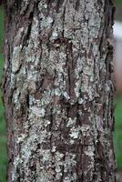 Rustic rainforest tree bark texture photo