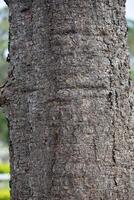 Rustic rainforest tree bark texture photo