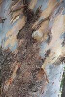 Rustic rainforest tree bark texture photo
