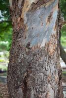 Rustic rainforest tree bark texture photo