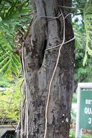 Rustic rainforest tree bark texture photo