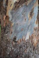 Rustic rainforest tree bark texture photo