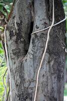 Rustic rainforest tree bark texture photo
