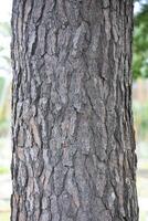 Rustic rainforest tree bark texture photo