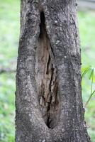 Rustic rainforest tree bark texture photo