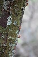 Rustic rainforest tree bark texture photo
