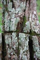 Rustic rainforest tree bark texture photo
