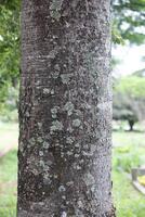 Rustic rainforest tree bark texture photo