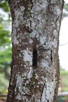 Rustic rainforest tree bark texture photo