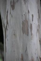 Rustic rainforest tree bark texture photo