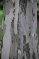 Rustic rainforest tree bark texture photo
