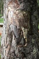 Rustic rainforest tree bark texture photo