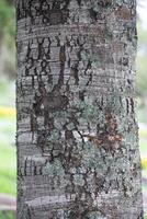 Rustic rainforest tree bark texture photo