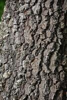 Rustic rainforest tree bark texture photo