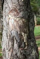 Rustic rainforest tree bark texture photo