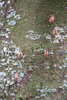 Rustic rainforest tree bark texture photo