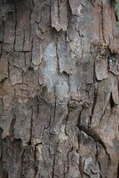 Rustic rainforest tree bark texture photo