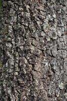 Rustic rainforest tree bark texture photo