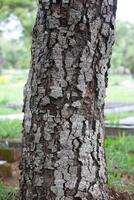 Rustic rainforest tree bark texture photo