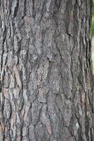 Rustic rainforest tree bark texture photo