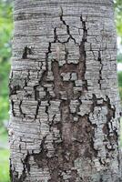 Rustic rainforest tree bark texture photo