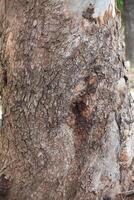Rustic rainforest tree bark texture photo