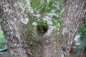 Rustic rainforest tree bark texture photo