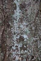 Rustic rainforest tree bark texture photo