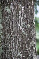 Rustic rainforest tree bark texture photo
