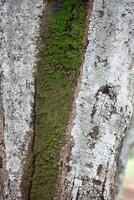 Rustic rainforest tree bark texture photo