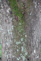 Rustic rainforest tree bark texture photo