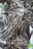 Rustic rainforest tree bark texture photo